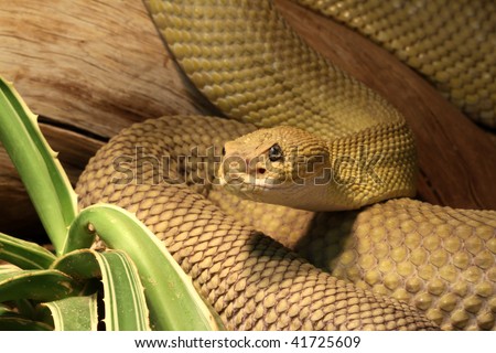 mexican rattler green mojave rattlesnake coiled mexican