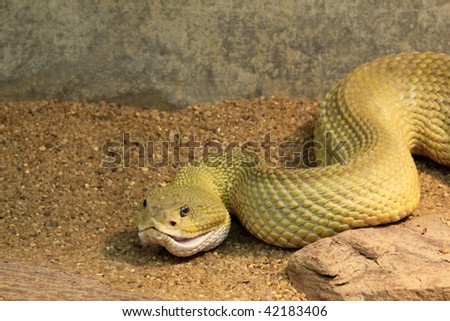 ... twin green mojave rattlesnake coiled mexican west c