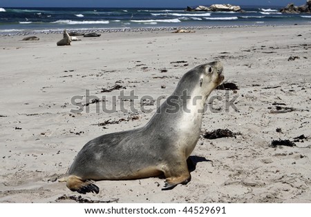 Australian sea lion (Neophoca cinerea)  at seal Bay, Kangaroo Island, South Australia