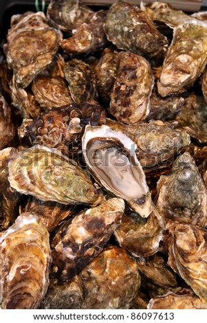 Pile of freshly caught closed oyster shells on Street Market