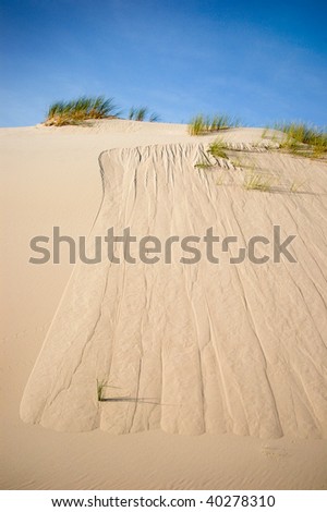 Sand dune with desert bushes on top