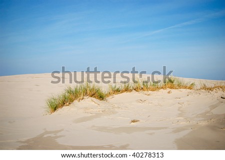 Sand dune with desert bushes on top