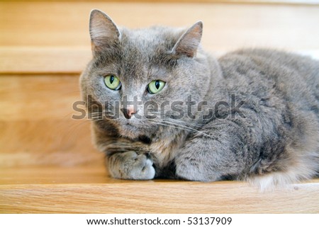 Gray cat of english breed laying on the stairs and purring.