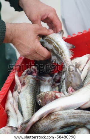 Fisherman selling fish hand to hand