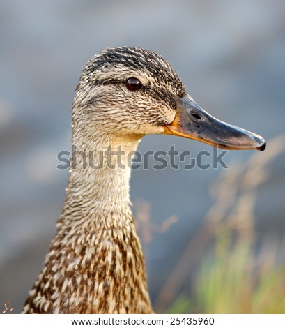 A nice close-up of a mallard very sharp and clear