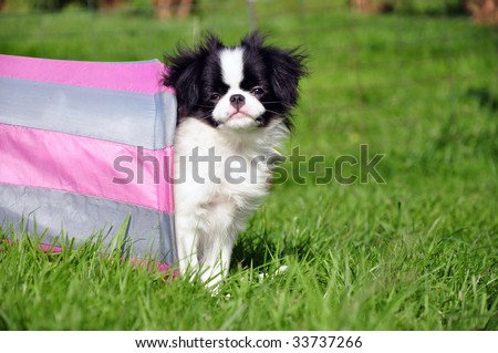 japanese chin standing in a tunnel