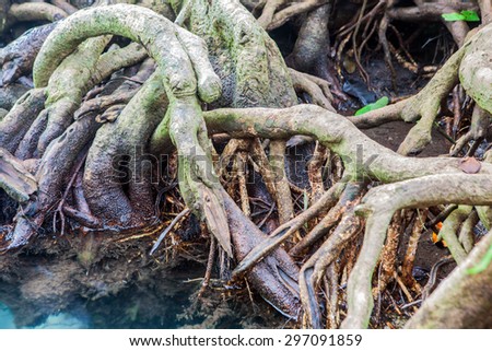Closeup of mangrove roots