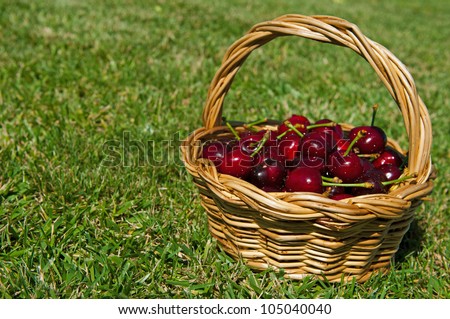 fresh portuguese cherries in a wicker basted (focus on the foreground, grass background)