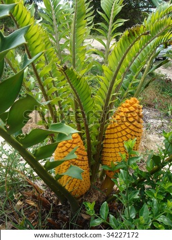 yellow fruit plant at kruger park, South Africa