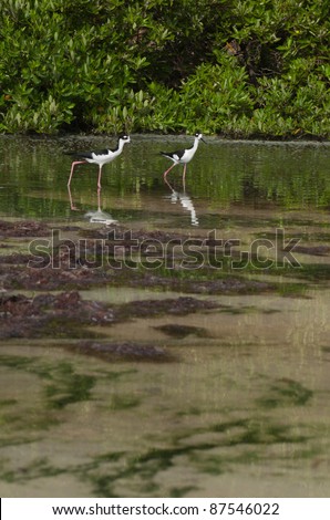 two Black-necked Stilt (Himantopus mexicanus) birds in a tropical lake in Antigua, Caribbean