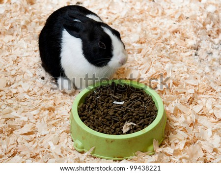 black and white dutch rabbit on hay eating ration
