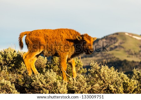 A newborn bison calf stands at the top of a hill as if to think about his next move.
