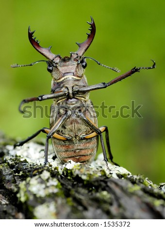 Stag-beetle / Stag-beetle (male) sitting on a tree. Rare, is in The Red Book.  \