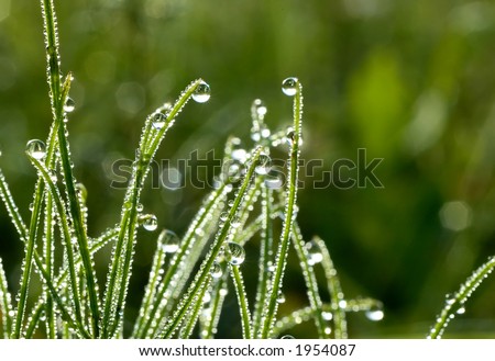 Dewdrops on horse-tail