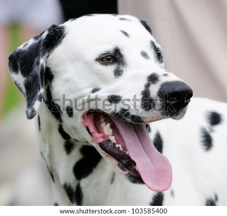 Dalmatian dog outdoors portrait over blurry background