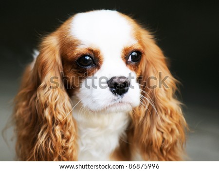 King Charles spaniel dog outdoor portrait over blurry background