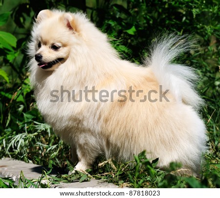 White Pomeranian dog outdoor over green background