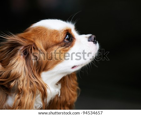 King Charles spaniel dog outdoor portrait over dark blurry background
