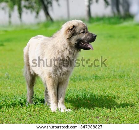 Caucasian Shepherd dog standing on green grass
