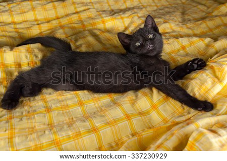 black kitten lying on the bed with yellow blanket