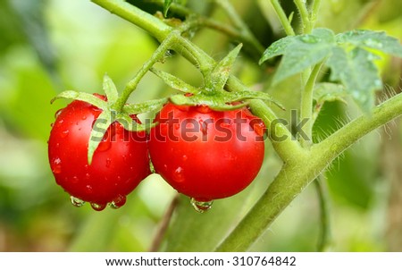 Two cherry tomatoes on the branch