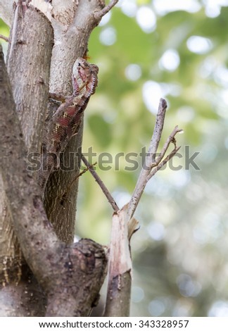 Red brown lizard camouflaged on a tree.
