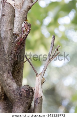 Red brown lizard camouflaged on a tree.