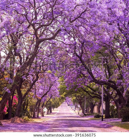 Street of beautiful violet vibrant jacaranda in bloom. Tenderness. Romantic style. Spring in South Africa. Pretoria. Artistic retouching.