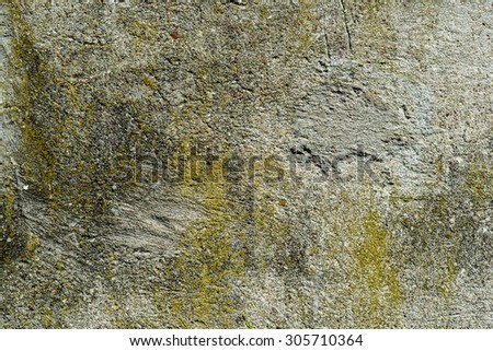 Algae and Mold On A cement wall. Old wall texture.