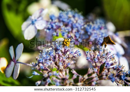 Yellow and black dot - ladybug on blue and purple flowers