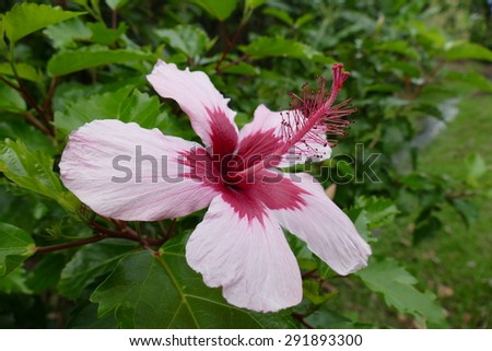 Hibiscus flower on Hawaii