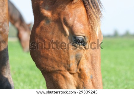 Horse Veins