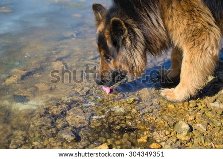 big dog drinks of a water