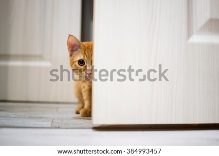 red cat peeking out from behind the door