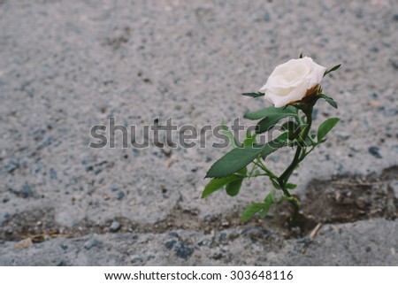 strong flower grown in the asphalt , motivation, commitment , strength
