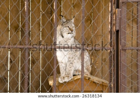 The lynx in a zoo, a cell to be on 21 km of road Irkutsk-Listvynka. A lynx the rare animal, in a deaf Siberian taiga to meet it not to everyone