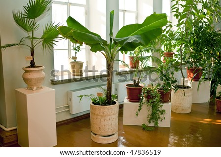 Banana tree. Tropical plants in Siberia-big a rarity. This tree is in Sukachyov\'s house museum.