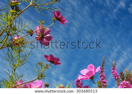 Kosmeya flowers with green stems against a blue sky with \
\
small clouds