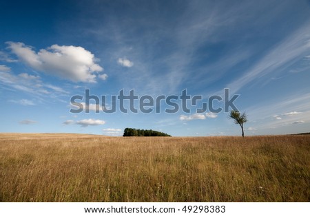 Islet forest on a hill and lonely tree among the summer grass and clouds