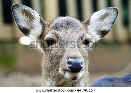 young and innocent deer