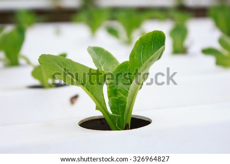 Hydroponics method of growing plants using mineral nutrient solutions in Khaokho