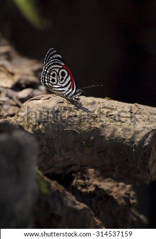 Jungle butterfly showing it\'s beautiful red, black and white pattern