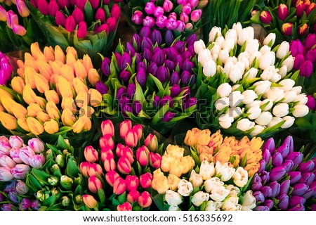 Flowers. Colored bouquets of tulips. Tulips for Women\'s Day and Mother\'s Day. Also for brides bouquets for weddings. Happy new year, or Valentine\'s day.