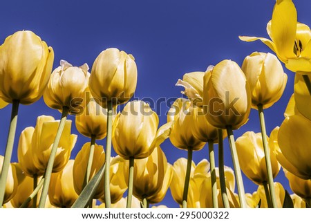Beautiful yellow tulips with blue skies in background in Holland tulip festival in Holland, Michigan