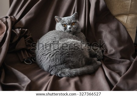 Blue british shorthair cat lays on the dark brown curtains.