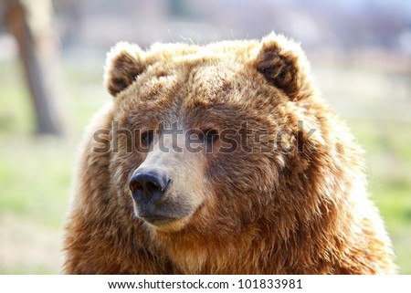Fuzzy furry head of a seated brown bear