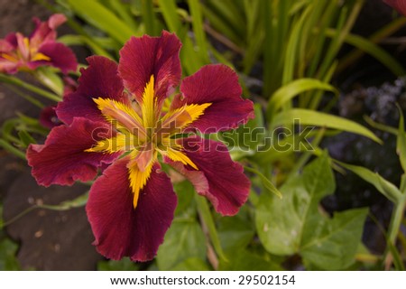 Burgundy and Yellow Irish with a short depth of field creating a medium focus green leaf background