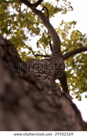elm tree up close with short depth of field providing close up of bark in the foreground and soft focus tree crown in the background