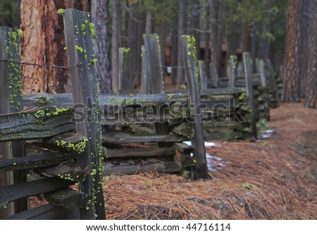Old moss covered wood fence surronded by a forest of pine trees