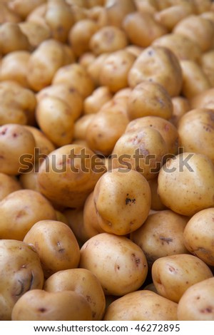 Big bunch or pile of white potatoes diminishing to soft focus